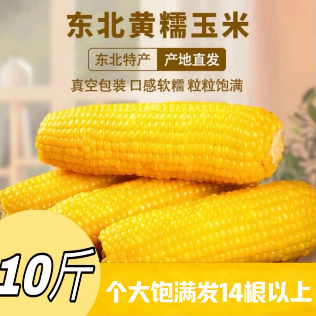 9-10斤! 东北黄糯玉米单棒300-400g透明真空锁鲜'试吃4根14大棒