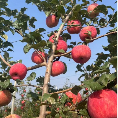 陕西［秦脆苹果］又红又大脆甜多汁果园直发苹果皮薄特别甜现摘现