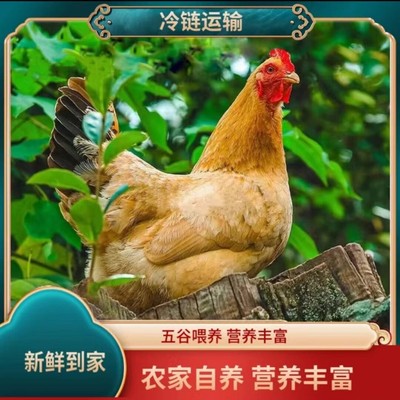 竹林土鸡买3送1 共4只黄油老母鸡 净重10-11斤 带内脏 支持试吃