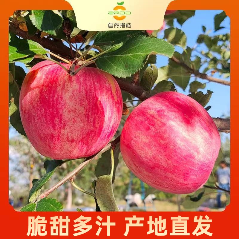 自然搭档陕西延安洛川红富士苹果5斤/8.5斤