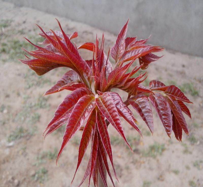 红油香椿苗树四季食用椿树苗盆栽地栽香椿树苗南方北方种植