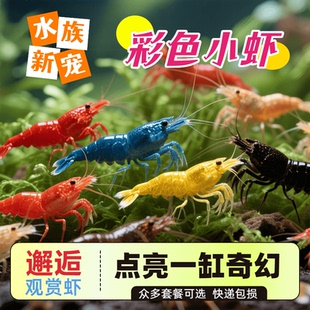 淡水观赏虾活体水族宠物蓝红色虾鱼缸除藻虾小型米虾樱花极火琉璃