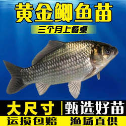 鲫鱼鱼苗活体淡水养殖中科五号工程鲫湘云鲫黄金高背鲫鱼苗大板鲫