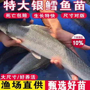 银鳕鱼苗淡水养殖食用团头红眼鳕鱼大鳞鲃鱼苗活体大头亮鲃