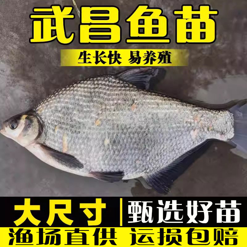 鳊鱼苗淡水养殖食用扁边超好养