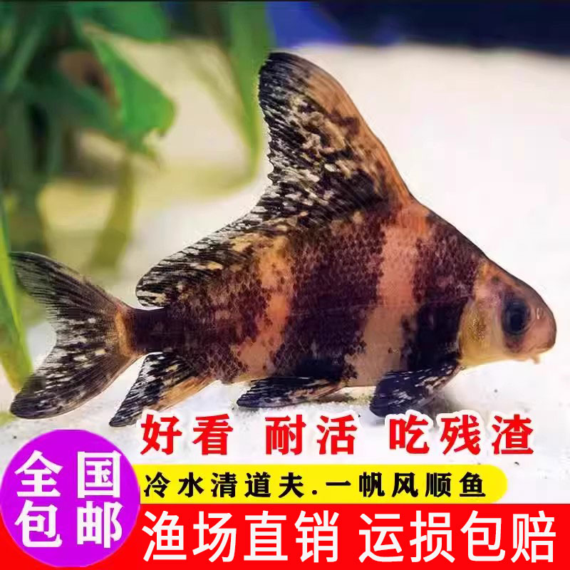 胭脂鱼苗淡水养殖一帆风顺美人鱼