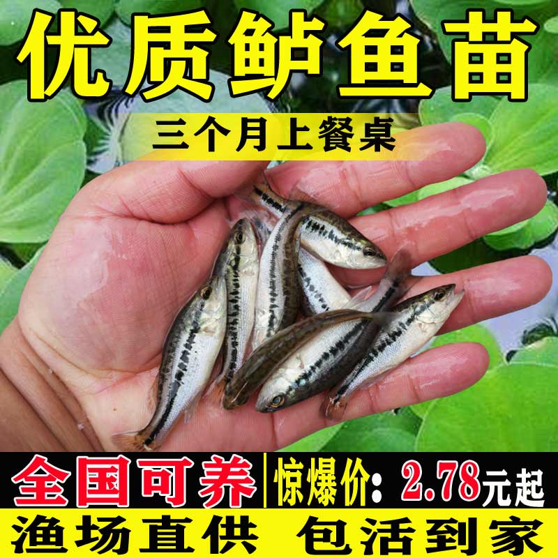 鲈鱼苗淡水养殖食用鱼塘好养凶猛路亚优鲈大口冷水加州鲈鱼鱼苗-封面