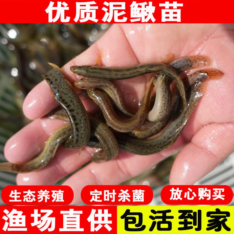 淡水筏钓台湾泥鳅苗龙鱼饲料包邮