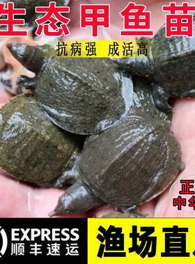 弥翠园甲鱼苗渔场直供包邮包活