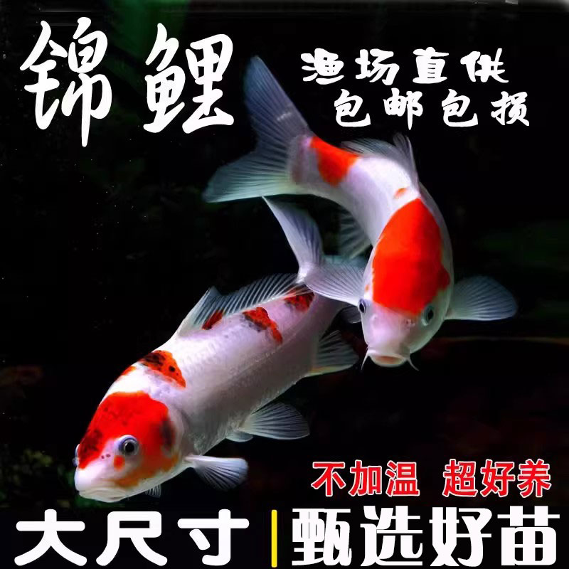 锦鲤鱼苗龙凤招财冷水观赏鱼