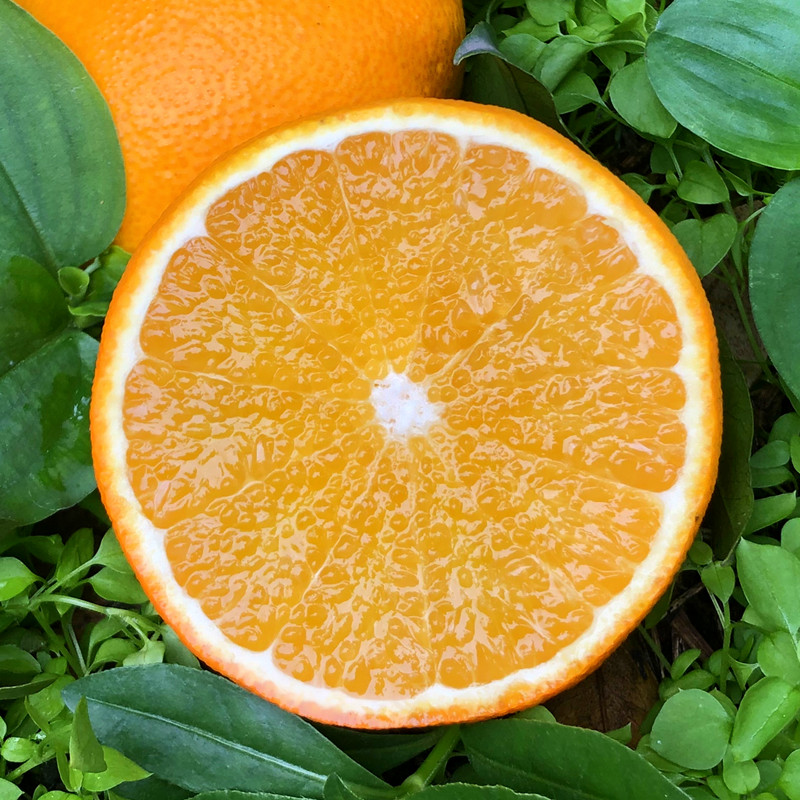 四川眉山网红应季手剥爱媛果冻橙自家果园现摘发货20斤家庭装