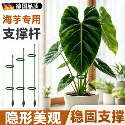 海芋支撑杆植物支撑架花卉爬藤架