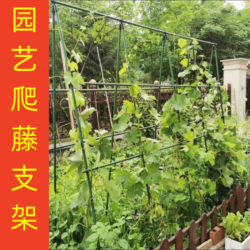新型爬藤架子庭院楼顶花园植物固定架葡萄架支撑杆菜园豆角黄瓜架
