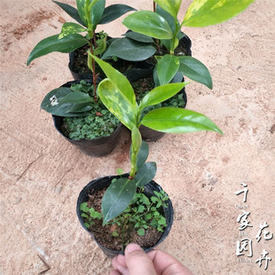 【戴氏之歌】高贵品种茶花苗盆栽山茶花戴之歌植物花卉阳台庭院