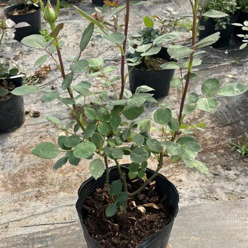 红新娘 新品无刺红玫瑰玫瑰 切花月季 大花多头抗病耐开耐晒盆栽