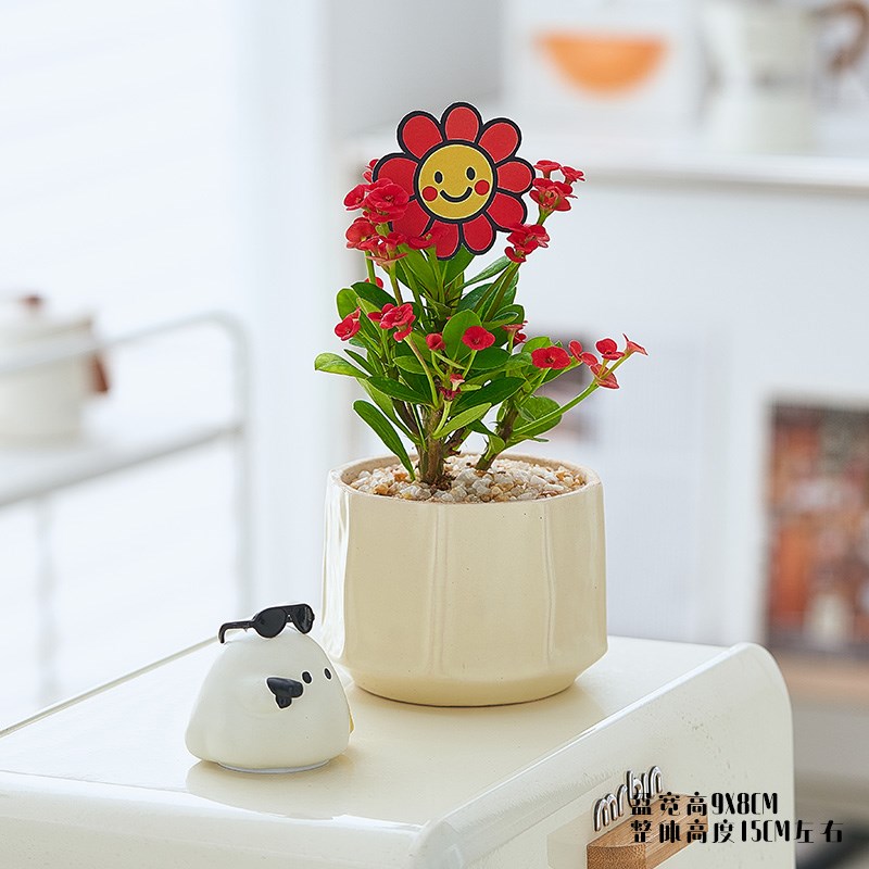 【送你一朵小红花】可爱虎刺梅铁海棠桌面办公室小盆栽绿植