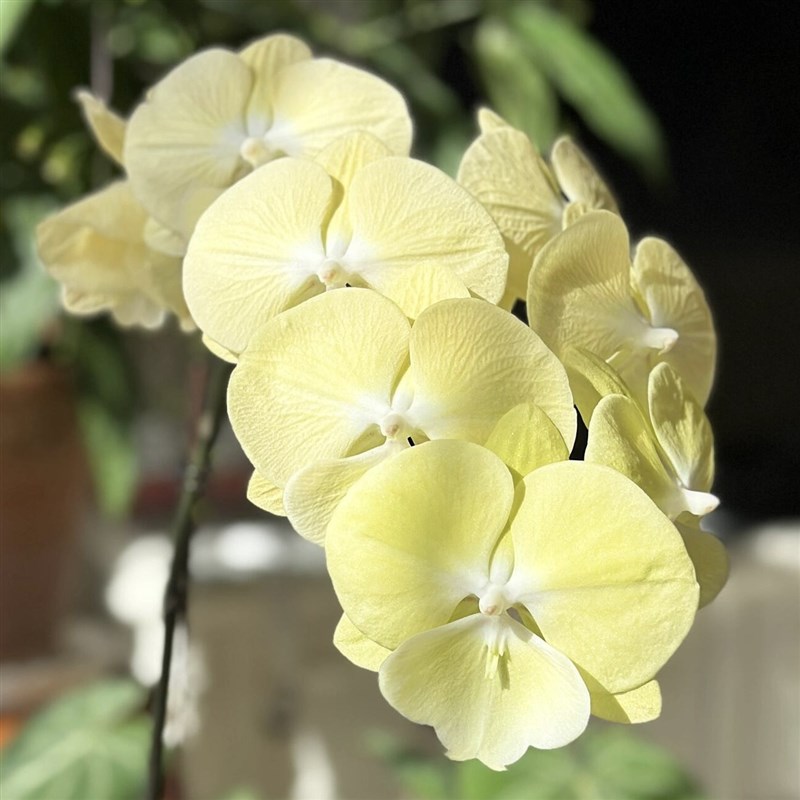 星月大舌头蝴蝶兰3.0寸杯不带花箭苗奶芙淡黄色1991平替洋兰花卉