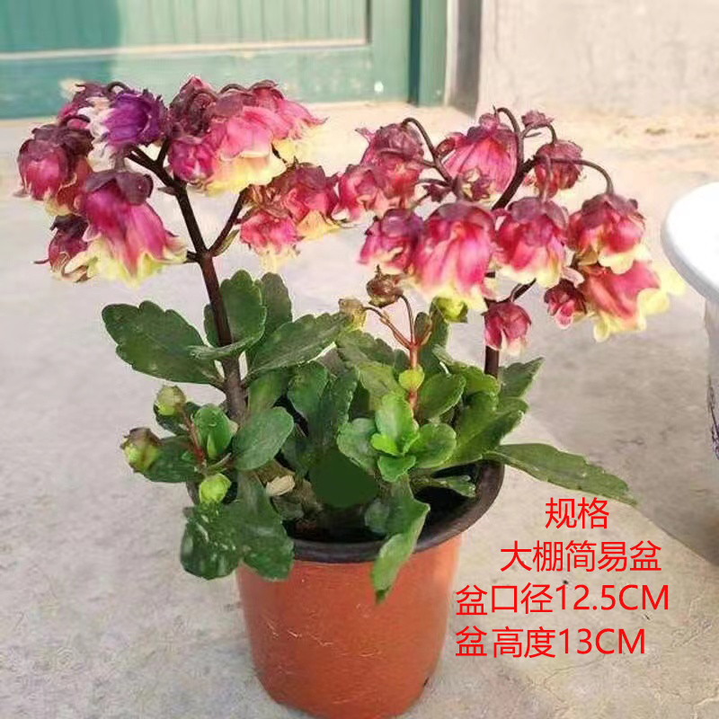 重瓣宫灯长寿花盆栽大花植物花卉室内带花苞阳台倒挂金钟不断好养