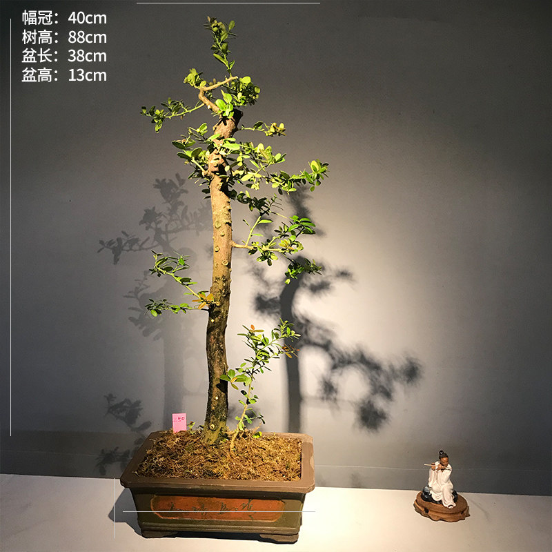 岭南造型山桔结果金豆盆景东风桔盆栽办公室茶馆桌面绿植四季常青