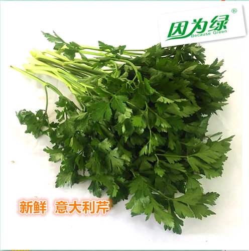 新鲜香料意大利芹扁芹欧芹