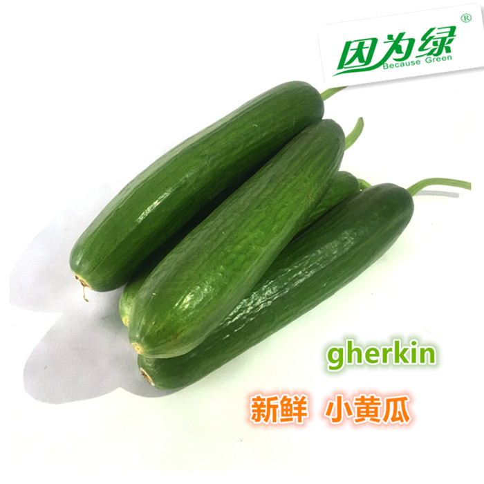 新鲜蔬菜 水果黄瓜 荷兰小黄瓜 小黄瓜 500g 江浙沪皖5件包邮