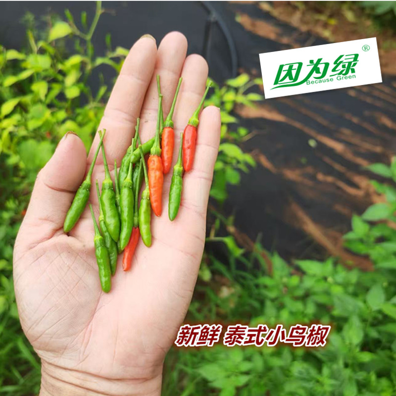 新鲜辣椒 小鸟椒 鸟眼椒 泰式香料 米椒 江浙沪皖5件包邮