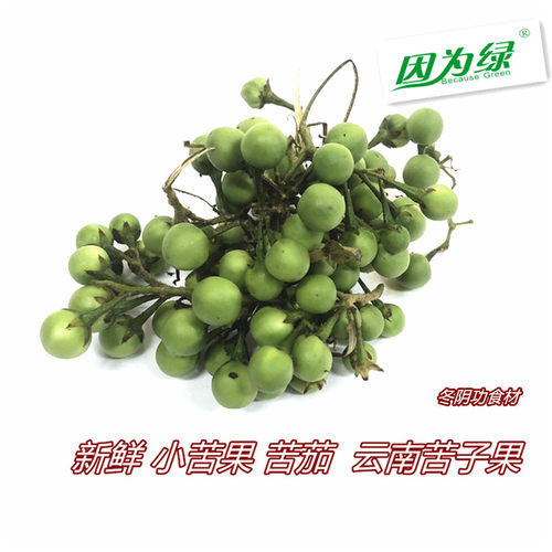 新鲜 小苦果 苦茄 苦凉野果野生 云南苦子果 小幼茄子 500g