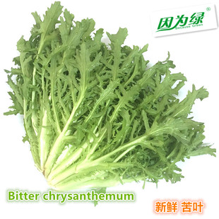 苦细叶 苦菊 生菜沙拉500g 江浙沪皖5件 新鲜蔬菜 包邮 苦叶生菜