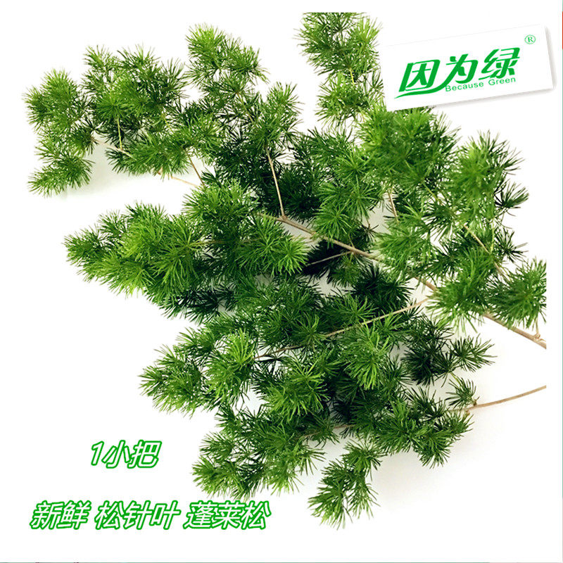 新鲜松针叶 蓬莱松 装饰摆盘花草 1小把 江浙沪皖5件包邮