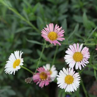墨西哥飞蓬花苗 菊科多年生耐寒耐热宿根植物 匍匐垂吊型花卉盆栽
