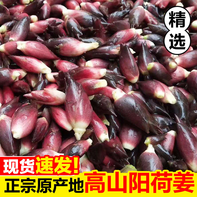 现挖贵州阳荷姜1斤，鲜嫩脆爽！
