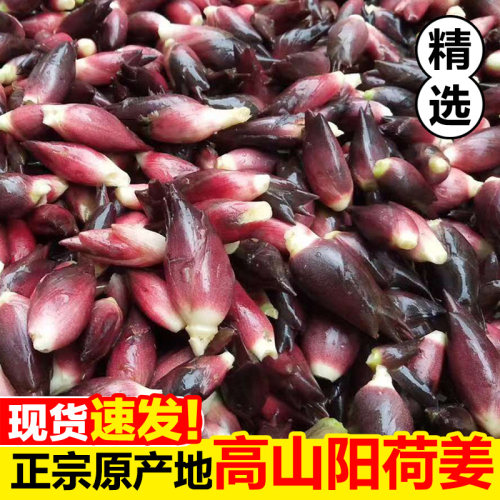 现挖贵州阳荷姜1斤，鲜嫩脆爽！