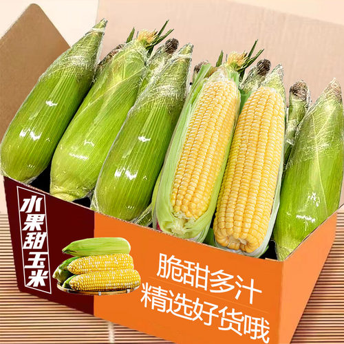 现摘水果玉米5斤，脆甜多汁！