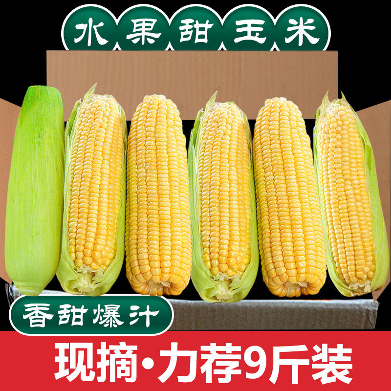 现摘水果玉米5斤,脆甜多汁!