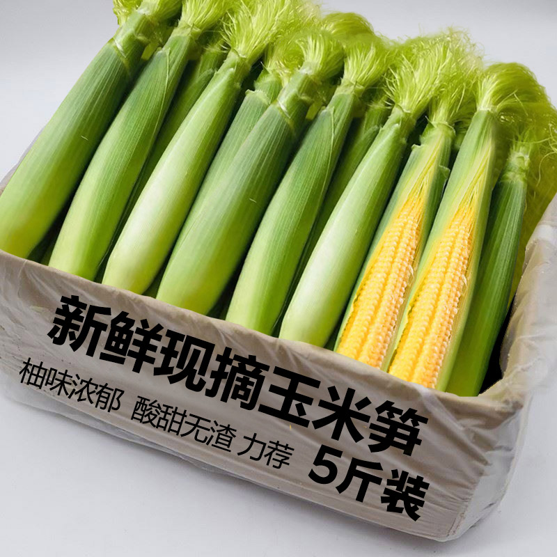 新鲜玉米笋鲜嫩小玉米芯蔬菜迷你嫩玉米棒仔水果玉米批发5包邮