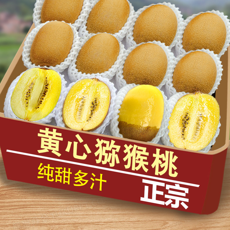 现摘黄心猕猴桃12颗单果70-90g