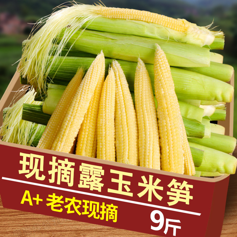 广西玉米笋玉米芯新鲜带皮迷你嫩玉米棒子现摘食用当季蔬菜时令