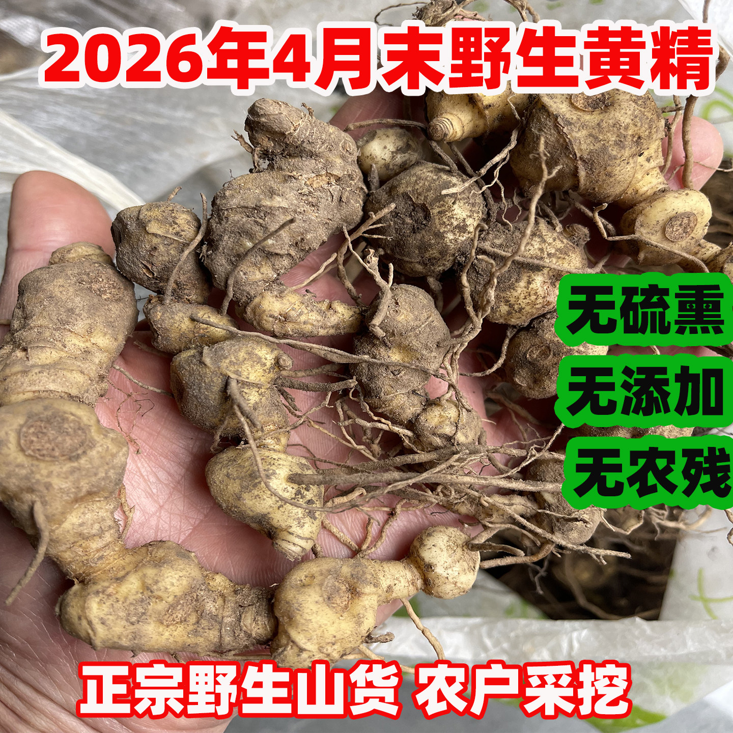 深山野生新鲜黄精可九蒸九晒图片
