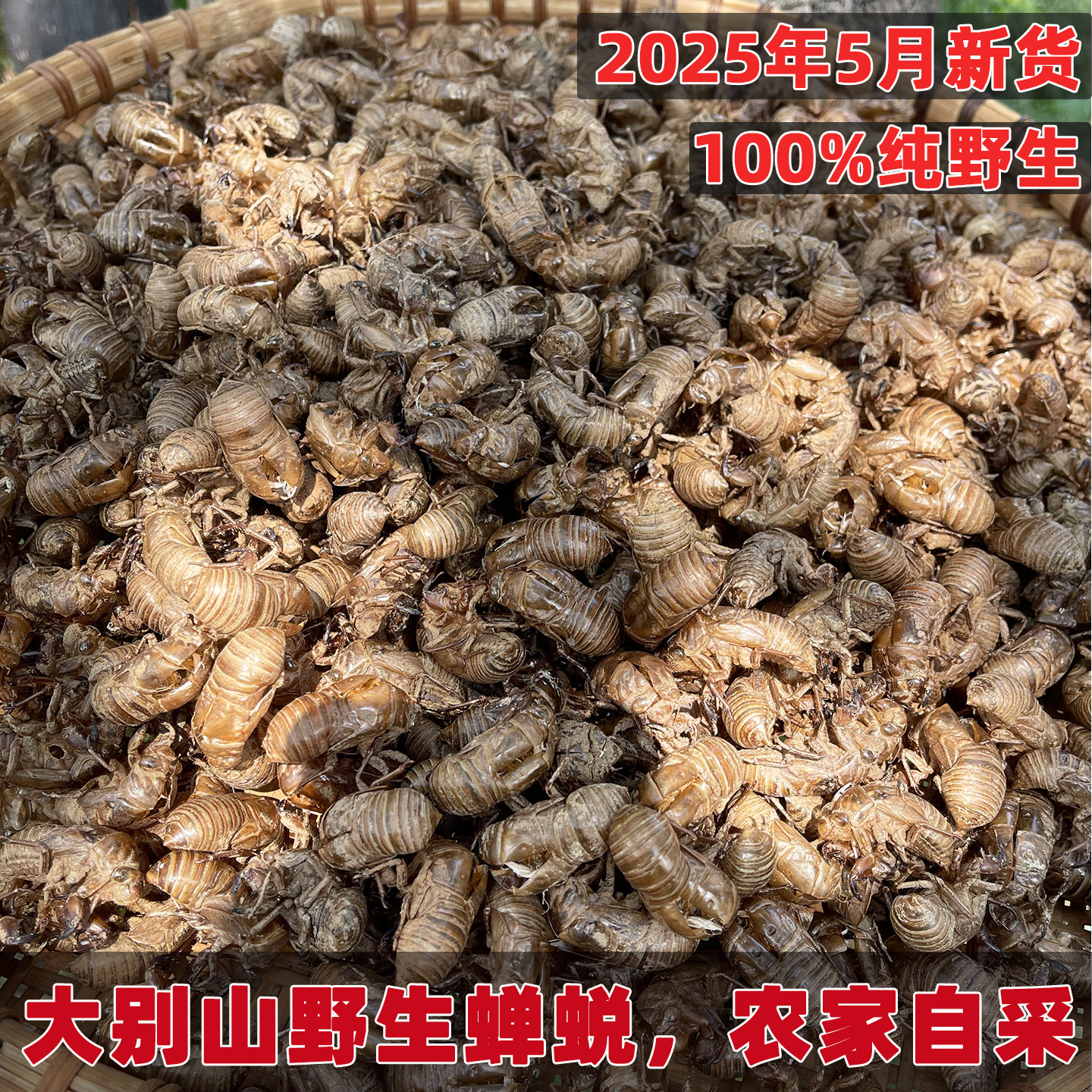 农家自采大山里的野生蝉蜕天然知了壳中药材蝉蜕脱衣毛猴正品打粉