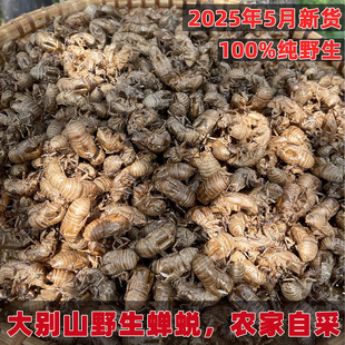 农家自采大山里的野生蝉蜕天然知了壳中药材蝉蜕脱衣毛猴正品打粉
