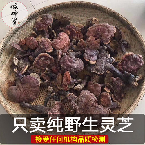 农户深山采挖野生灵芝天然无硫熏