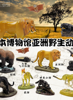 日本Colorata原装正品蝴蝶社仿真亚洲野生动物模型博物馆狮子猎豹
