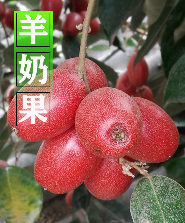 正宗纯种纯甜羊奶果苗德甜二号南方北方种植木奶果瞎子果树苗