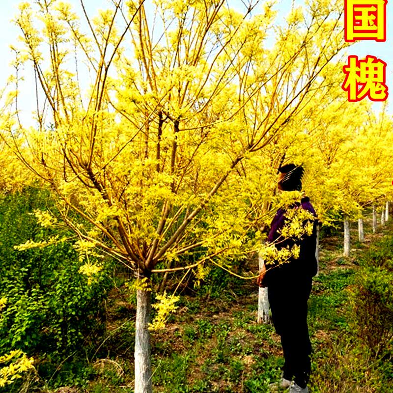 黄金槐树苗盆栽庭院绿化阳台苗木金枝国槐嫁接金丝槐垂槐刺槐观叶