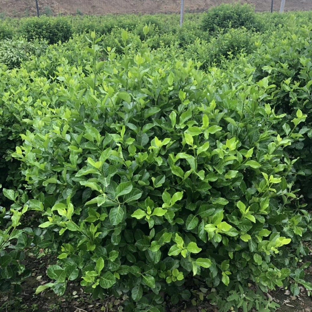 卫矛球 冬青树苗 大叶黄杨苗 卫矛苗 冬青小苗庭院绿化常青植物