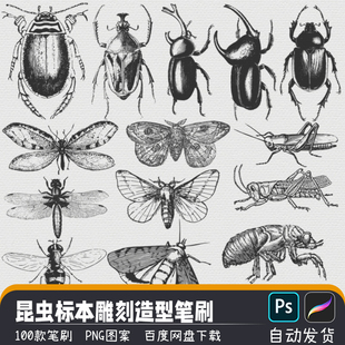 昆虫标本集蝴蝶飞蛾甲虫雕刻图案PNG图案PS笔刷Procreate画笔素材
