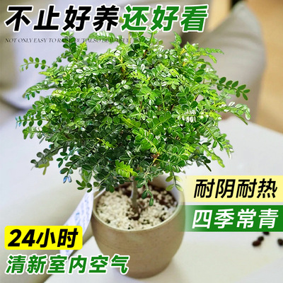 正宗老桩清香胡椒木盆栽绿植物