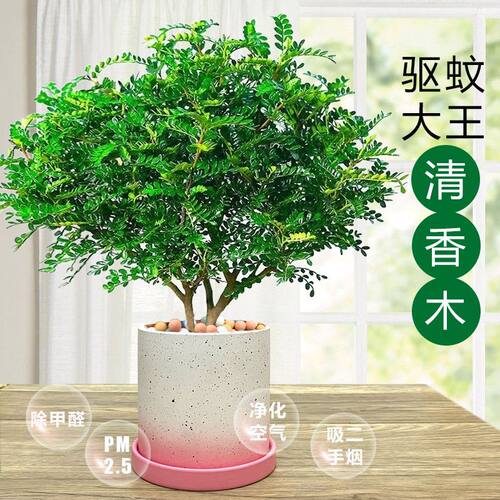 驱蚊草植物室内外驱虫草胡椒木