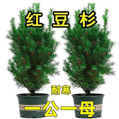 耐寒曼地亚红豆杉树苗盆栽盆景