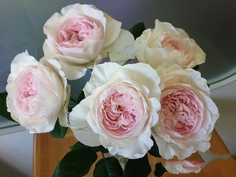 日本月季玫瑰扦插地栽新品